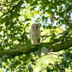 Mindfulness and complementary therapeutic approaches