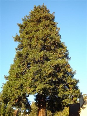 Berkeley Tree