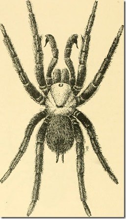 Spider Panic, the ASWB Exam, and You