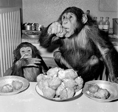 chimps