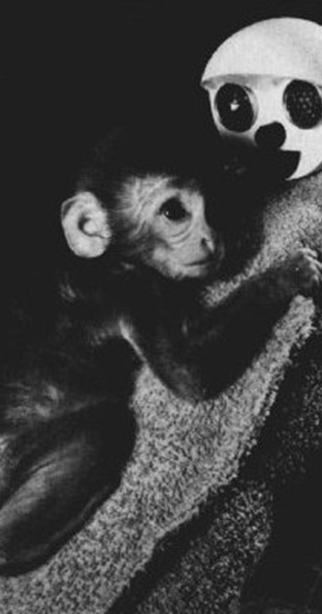 Monkey Coupling Process The principles of attachment and bonding | SWTP
