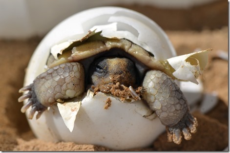 ASWB Exam Practice – Failure to Thrive