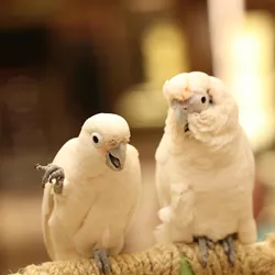 Self-disclosure principles and applications