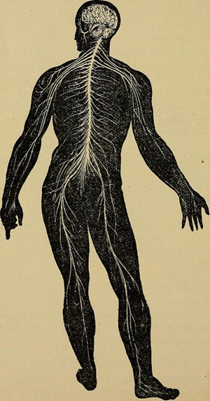 Nervous System