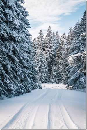 Happy Holidays from SWTP! (Winter Coupon)